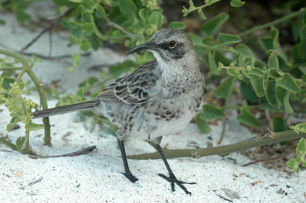 Mockingbird, Espanola, 2004-10314230.JPG - Espanola Mockingbird, Galapagos, 2004